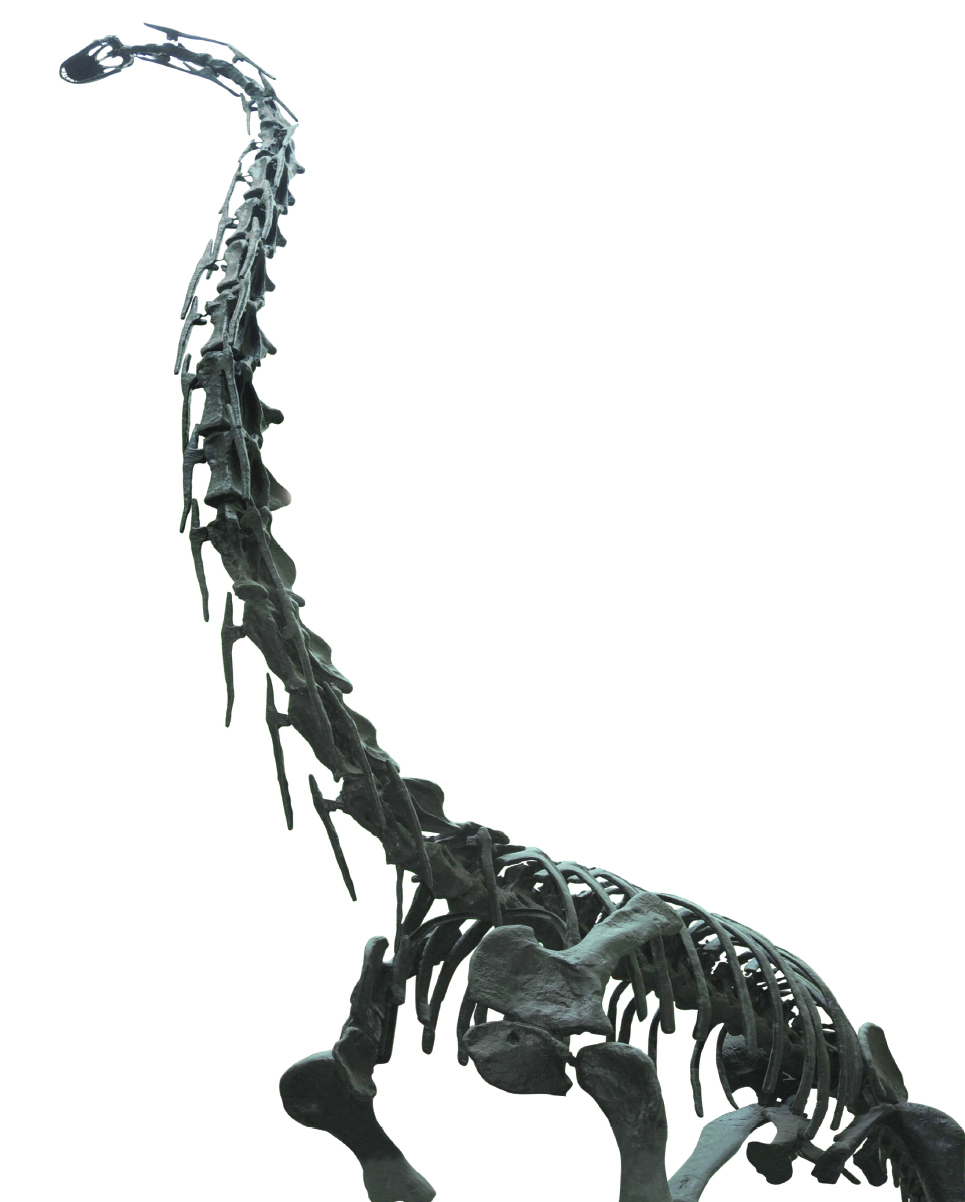 Pukyongsaurus Millenniumi