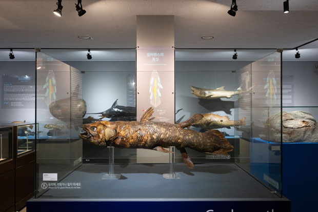 실러캔스  화석 2