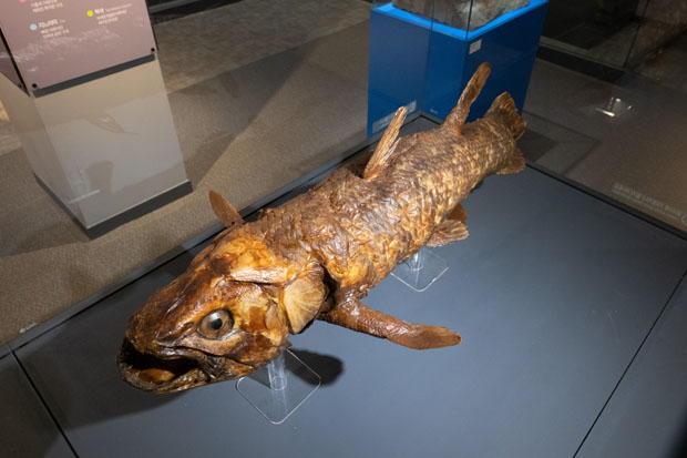 실러캔스  화석 4