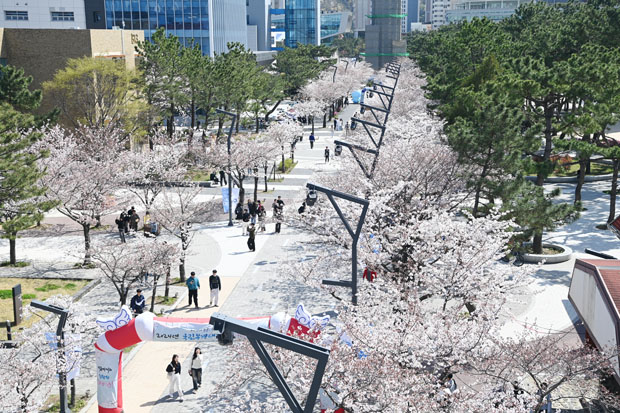 백경광장(벚꽃길) 2