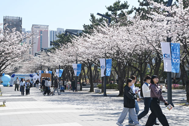 백경광장(벚꽃길)3