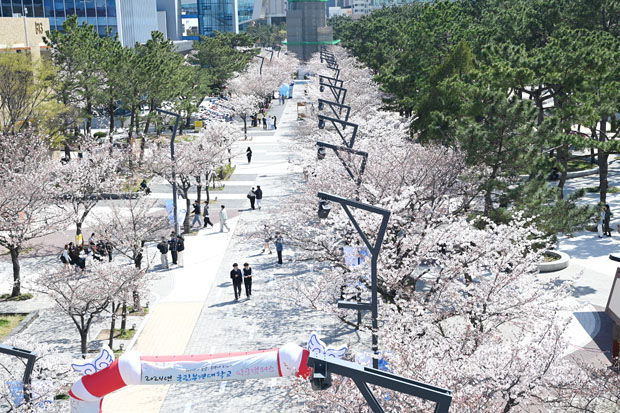 백경광장(벚꽃길)4