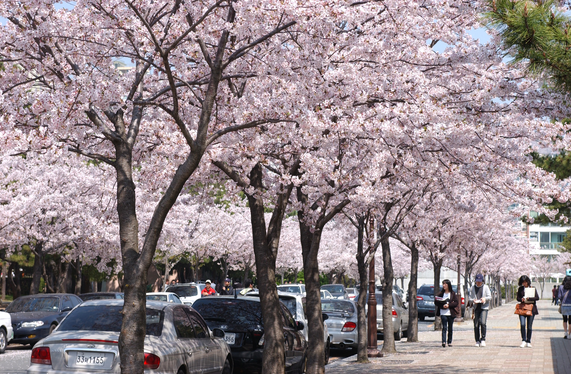 Doran Garden, Cherry Blossom Street, Jar of the Love