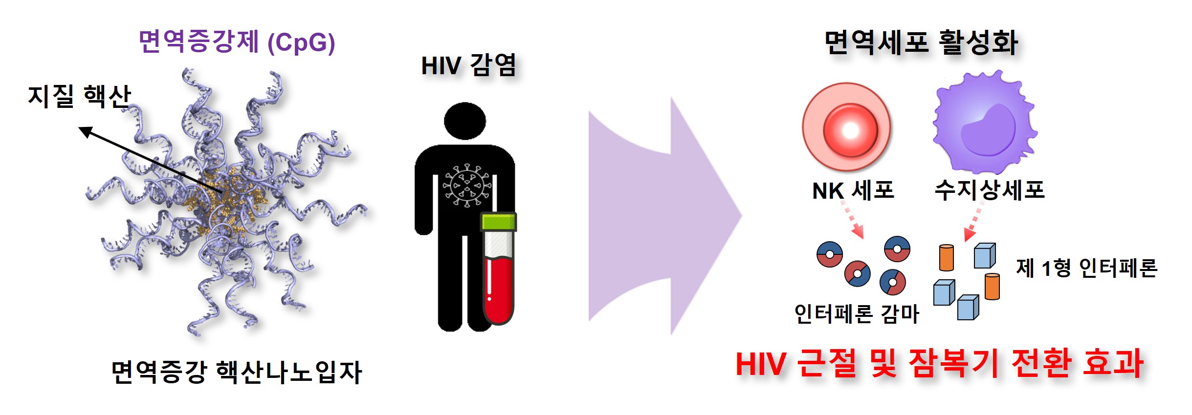 2 면역증강 핵산나노입자의 HIV 대항 면역활성 전략 모식도